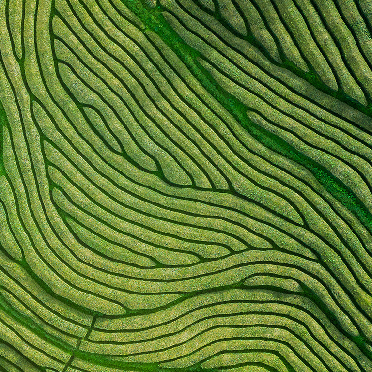 Drone aerial view of the oldest tea plantation in Europe at Gorreana farm field in Sao Miguel sland, Azores, Portugal