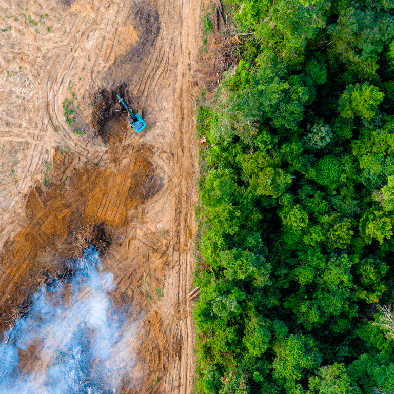 Rainforest being removed to make way for palm oil and rubber plantations