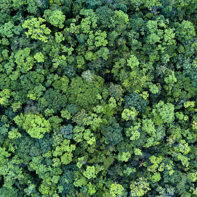 Forest and tree landscape texture background, Aerial top view forest, Texture of forest view from above.