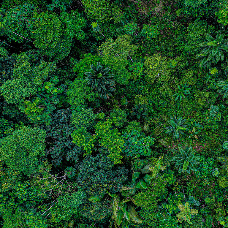 Aerial top view of a deforested part of rainforest with many palm trees