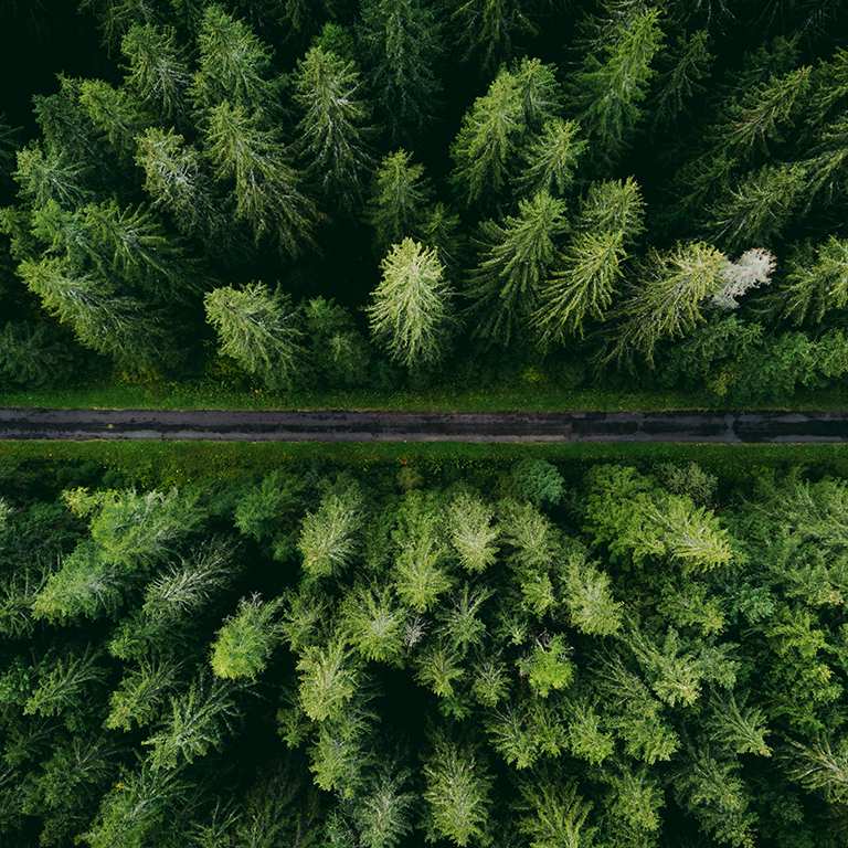 Wide angle aerial photo by drone (top view) of amazing green pine forest with curved road (way). Colorful and saturated image of path in nature from above.