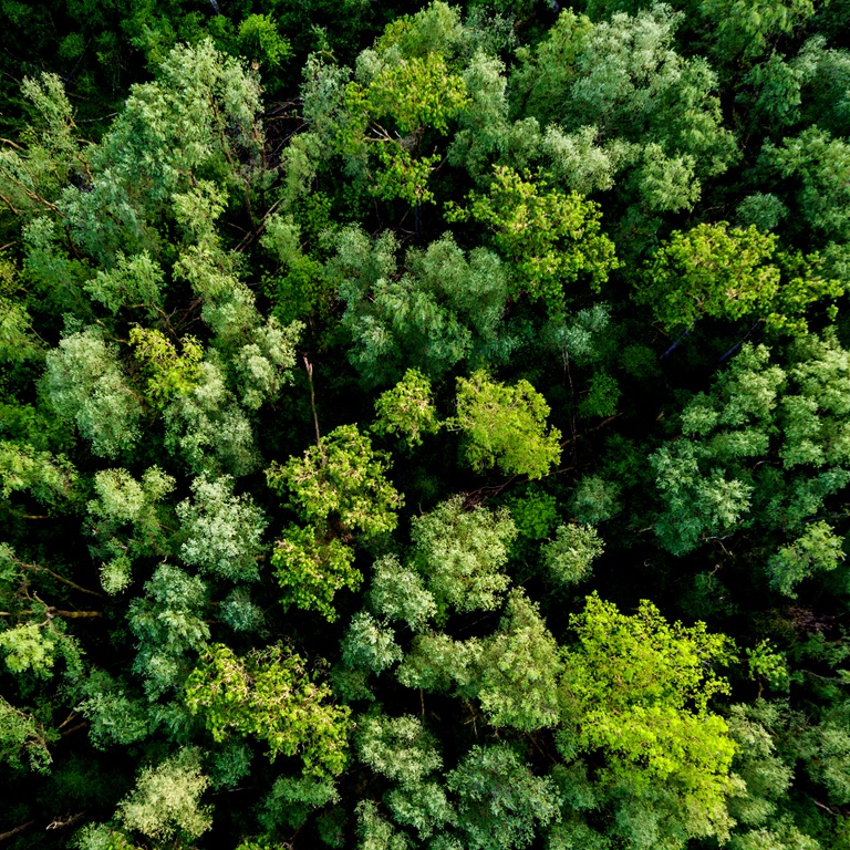 Birds eye view of a dense green forest during the day