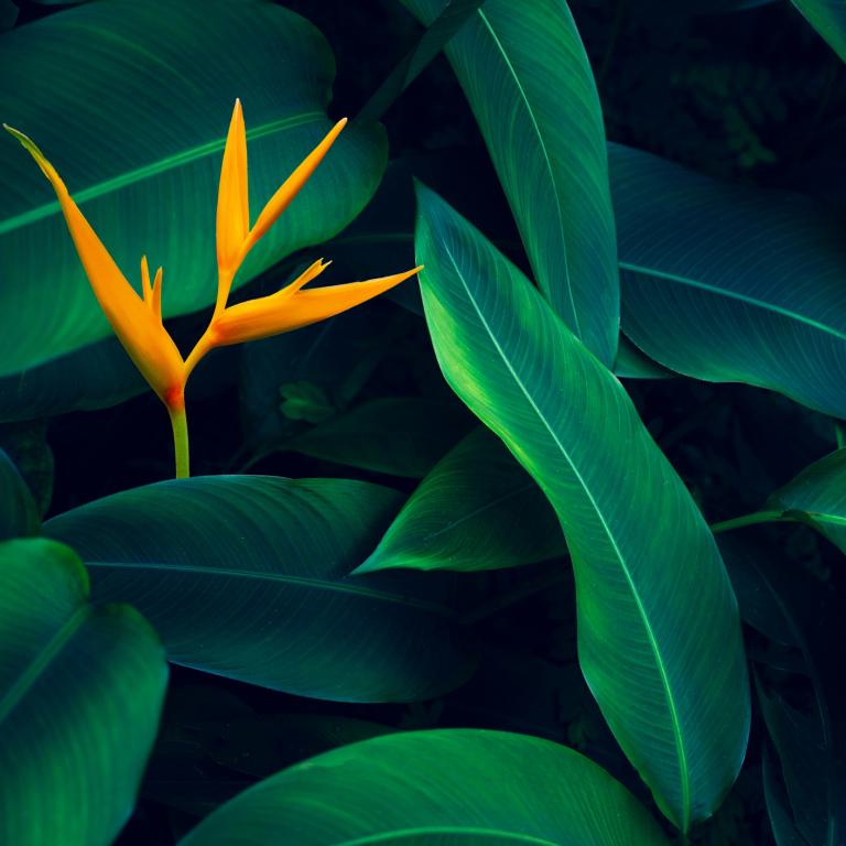 Bright yellow flower stands out among green leaves