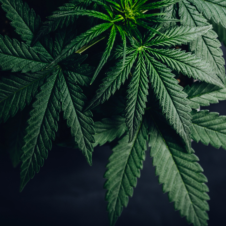 Close-up of cannabis leaf on a dark background