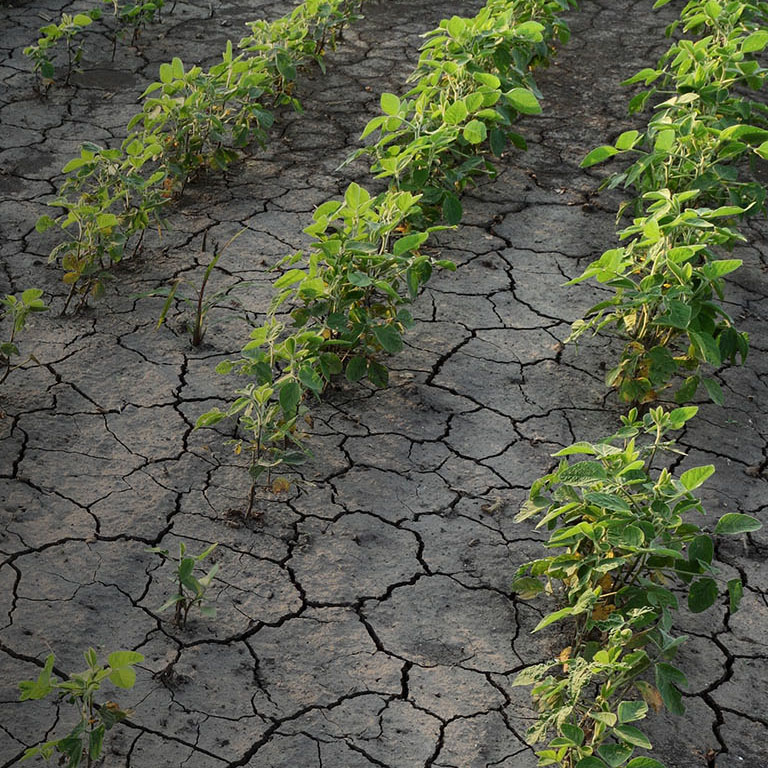 Drought after flood in soy bean field with cracked land and damaged plants