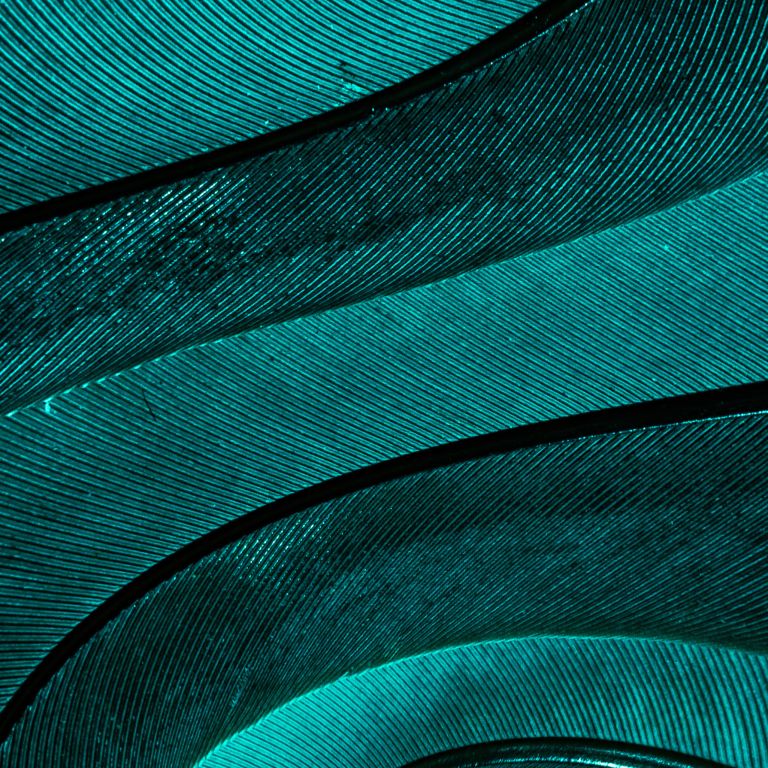 Curved feather patterns on teal surface