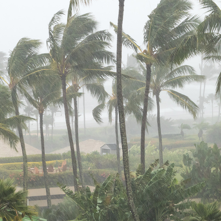 Palm trees blowing in the wind and rain as a hurricane approaches a tropical island coastline