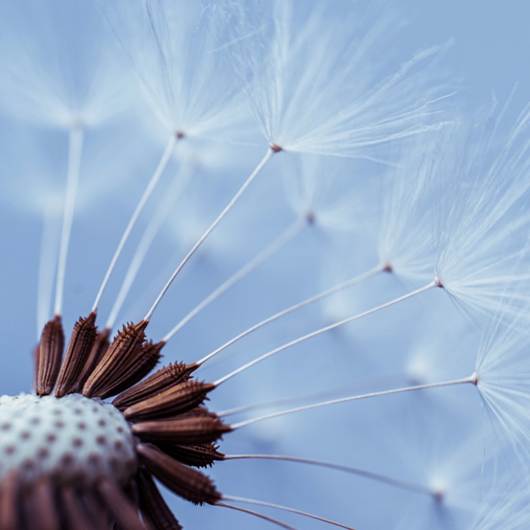 Beautiful dandelion seed in the nature in autumn