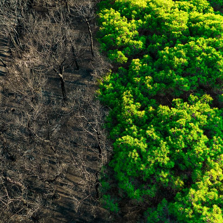 Dry forest vs green forest