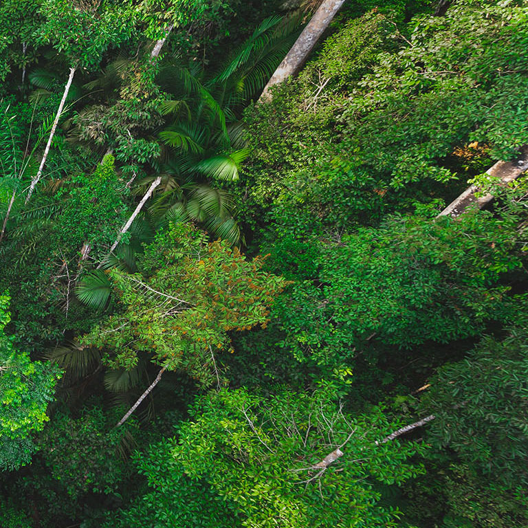 Earth Day concept with tropical forest background, natural sence with canopy tree in the wild