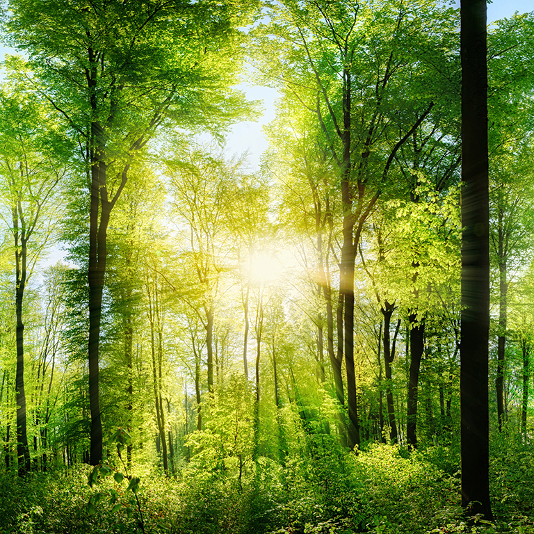 Forest panorama with fresh green beeches, the sun in the middle casts beautiful rays