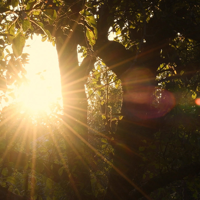 Star shape blur sun with golden shiny long rays and sun flare among tree branches with fresh leaves. Tranquil sunset in farmhouse orchard. Cinematic shot of golden hour rural landscape