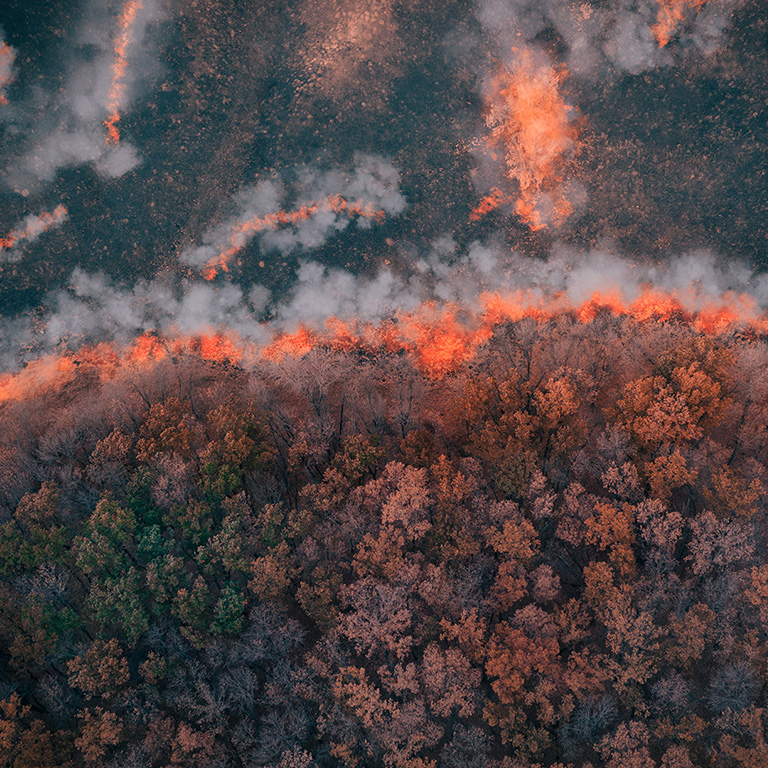 A strip of Dry Grass sets Fire to Trees in dry Forest: Forest fire - Aerial drone top view. Forest fire: fire with smoke from the height of a bird flight.