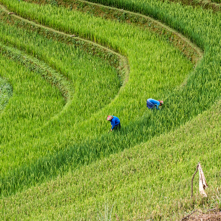 Farmers are harvesting on rice terraced at Mu cang chai, Yen bai, Vietnam