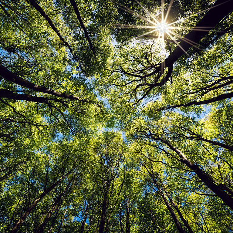 Looking up Green forest. Trees with green Leaves, blue sky and sun light. Bottom view background