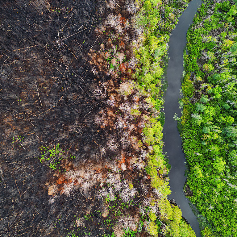 overhead view of forest