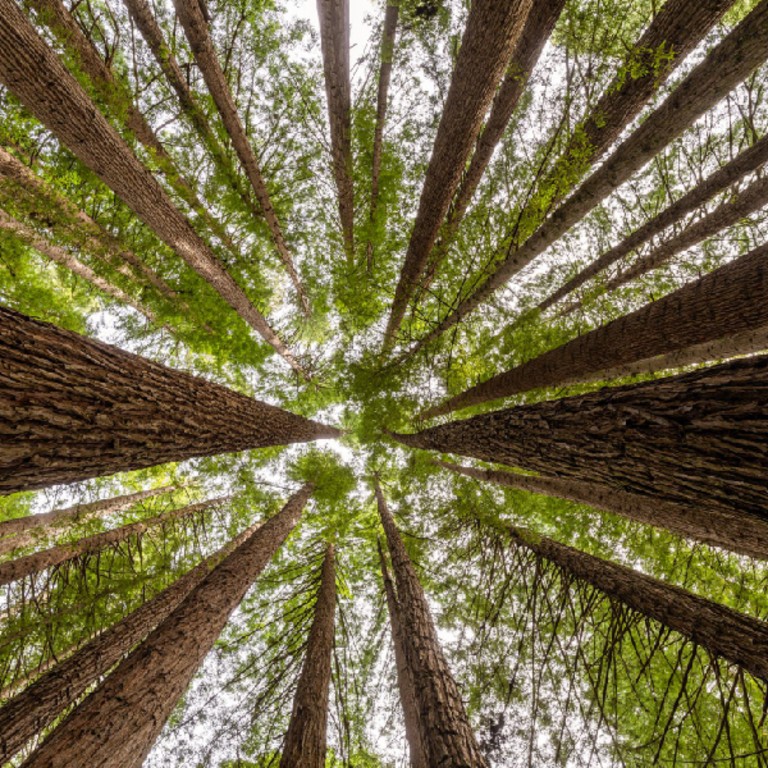 Overview of a forest from down to top