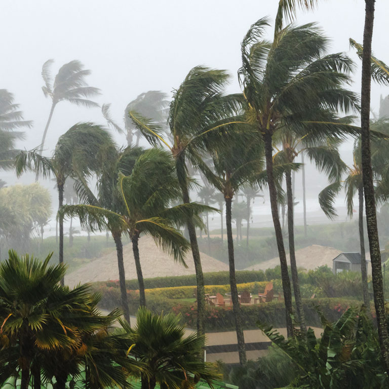 Palm trees blowing in the wind and rain as a hurricane approaches a tropical island coastline