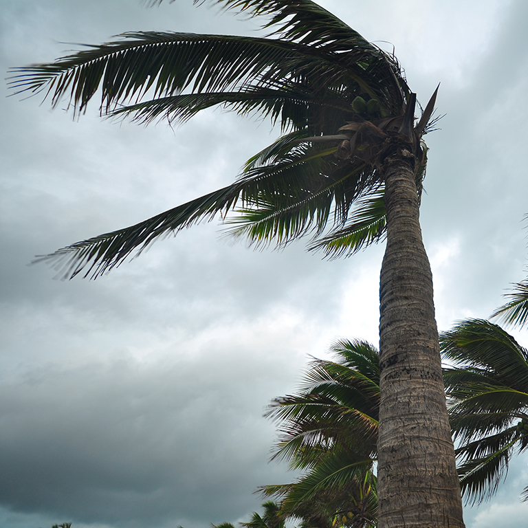 Palm trees blowing at hurricane