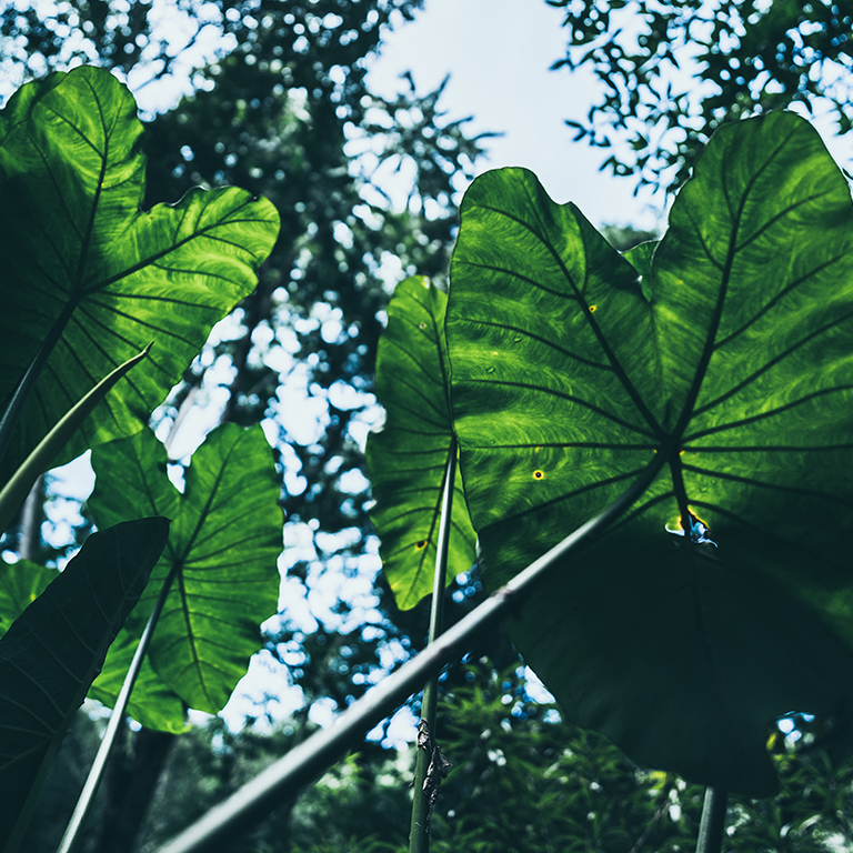 Plant green growth