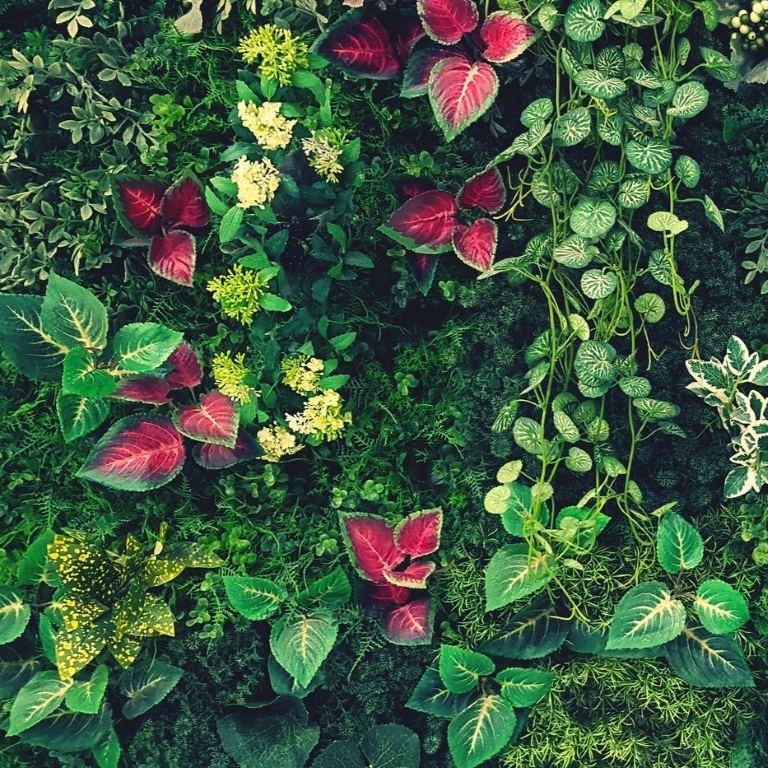 Plants biodiversity