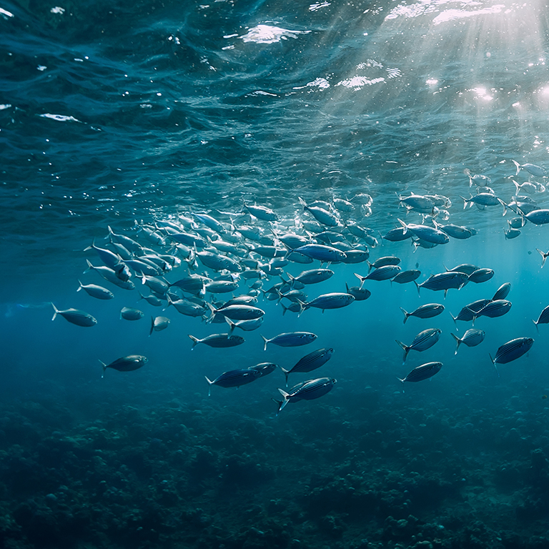 Underwater view with tuna school fish in ocean. Sea life in transparent water