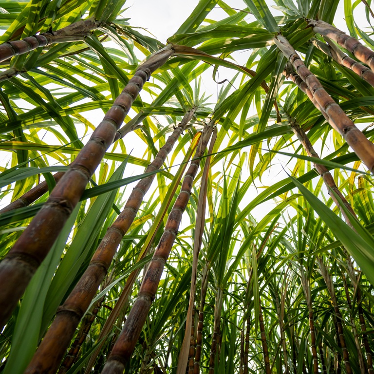 Sugarcane planted to produce sugar and food. Food industry. Sugar cane fields, culture tropical and planetary stake. Sugarcane plant sent from the farm to the factory to make sugar