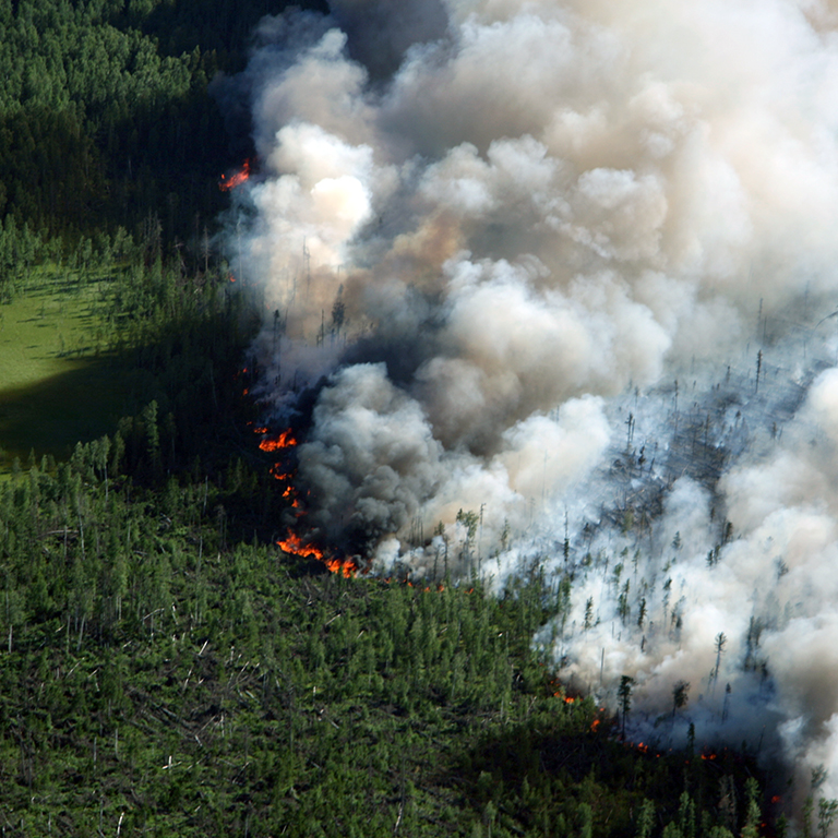 The View of wildfire on height of the flight of the bird.