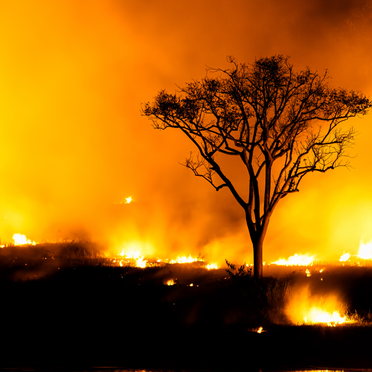 Wildfire burns land with tree standing alone in the scene