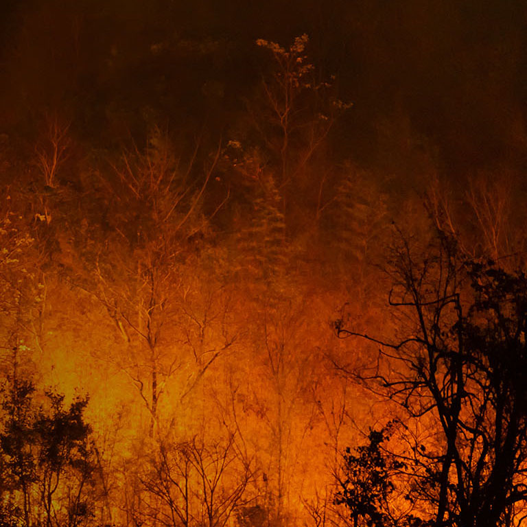 Forest fire, Wildfire burning tree in red and orange color at night in the forest on mountain, North Thailand, Soft focus.