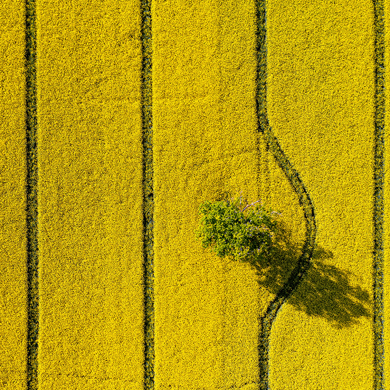 green trees in the middle of a large flowering yellow repe field, top down view